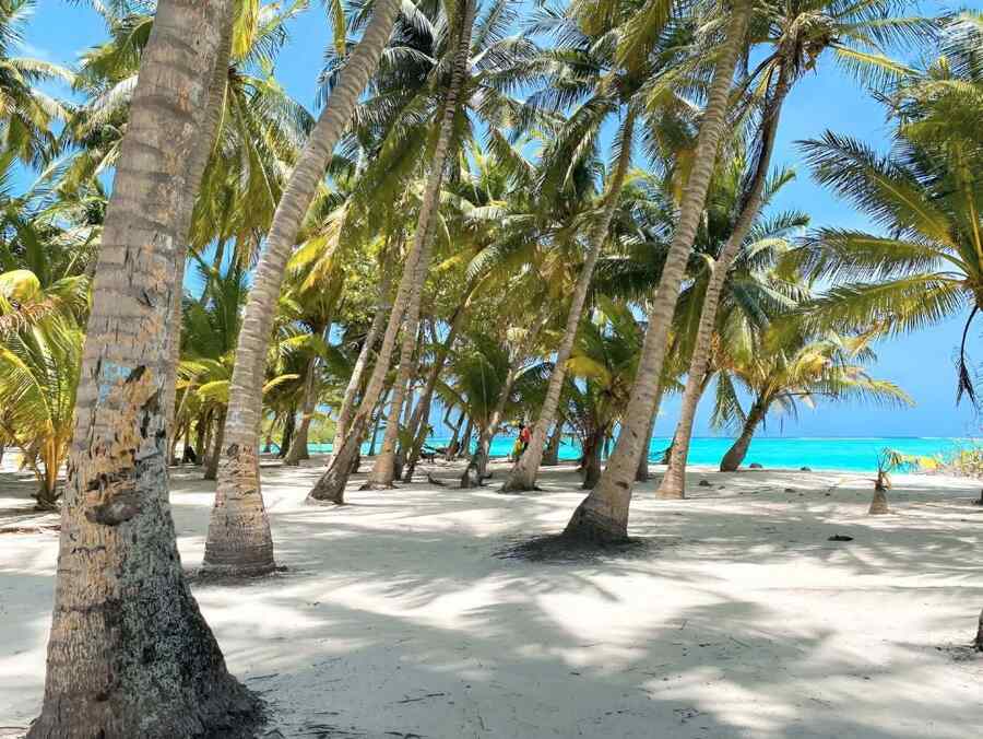 Palm grove and turquoise water on Mathiveri Island